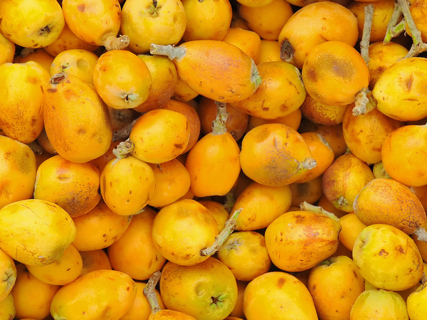 Marula Seed Oil